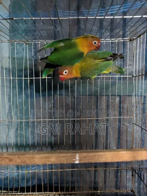 Green Fischer Love Bird