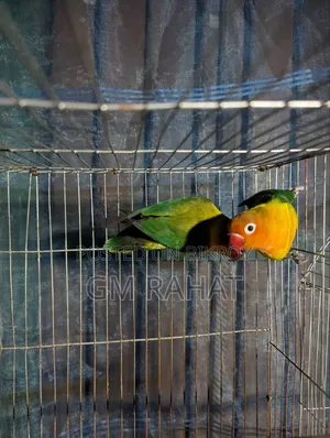 Green Fischer Love Bird