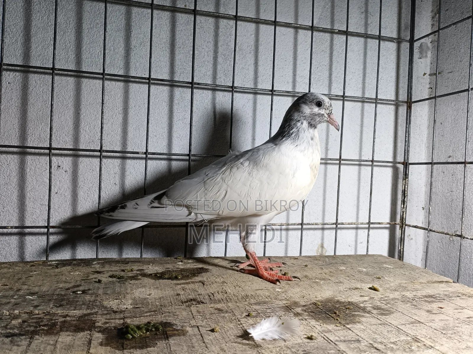 Original Chuha Pigeon Squab 1pc