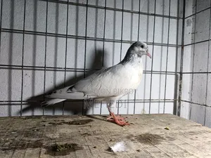 Original Chuha Pigeon Squab 1pc