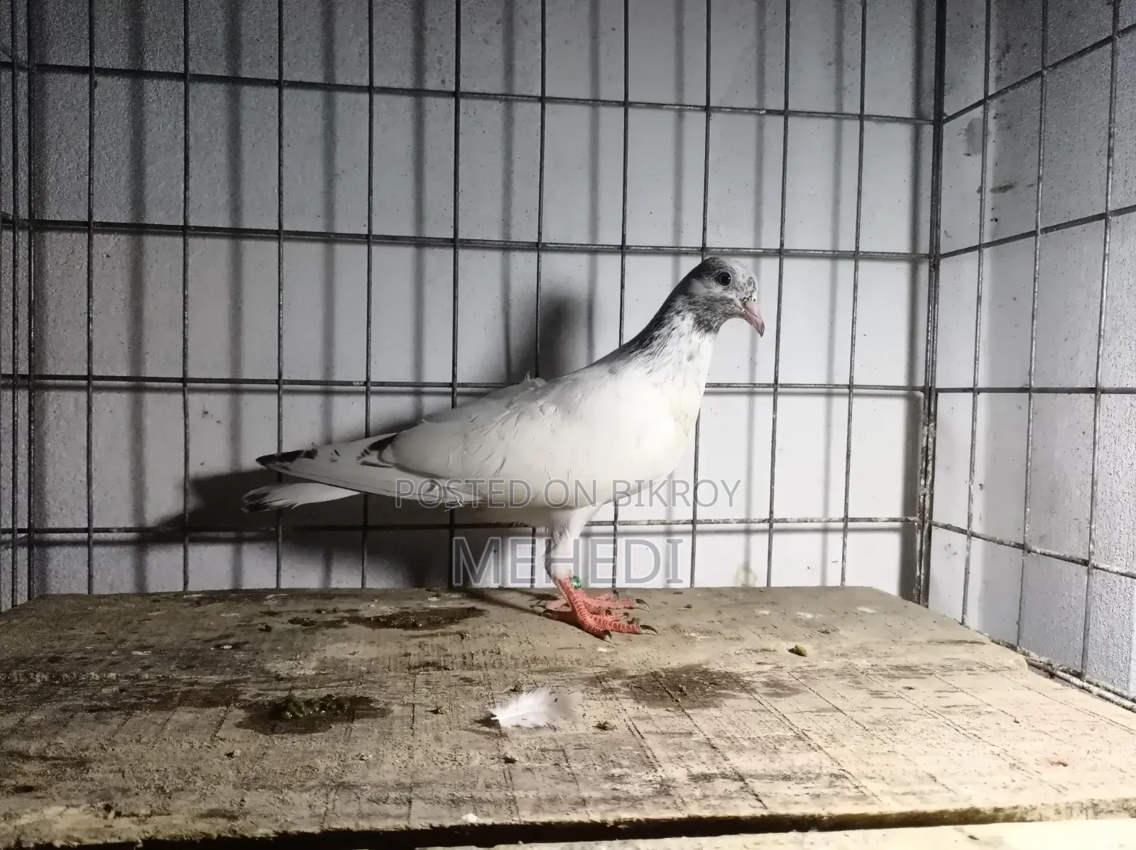 Original Chuha Pigeon Squab 1pc