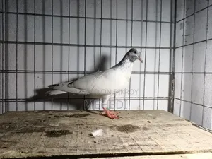 Original Chuha Pigeon Squab 1pc
