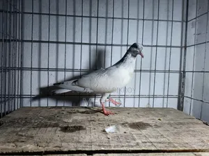 Original Chuha Pigeon Squab 1pc