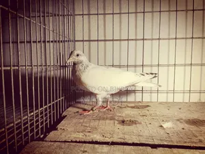 Original Chuha Pigeon Squab 1pc