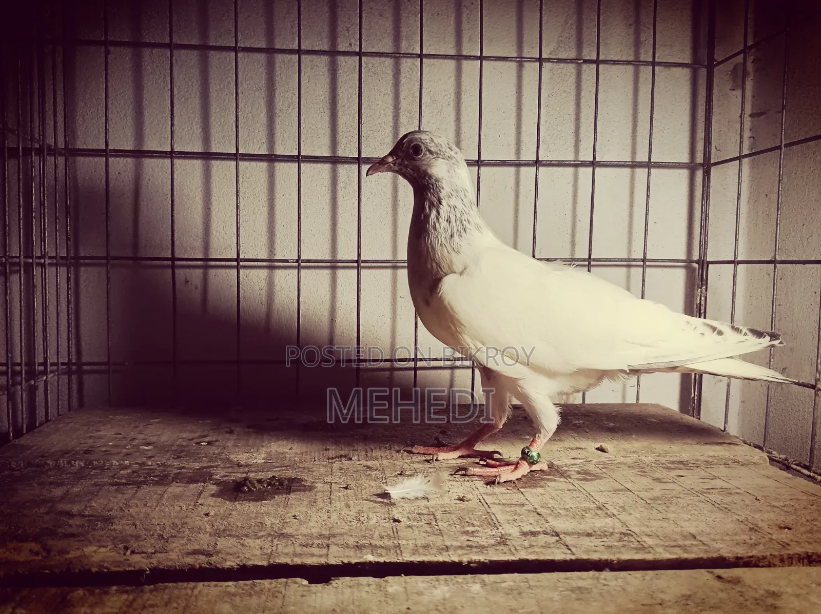 Original Chuha Pigeon Squab 1pc