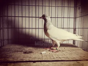 Original Chuha Pigeon Squab 1pc