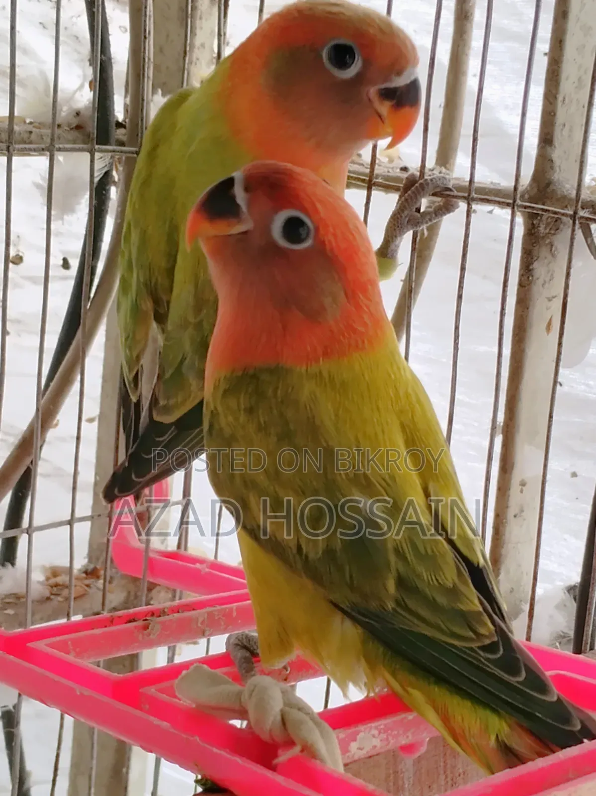 Lovebird New Adult