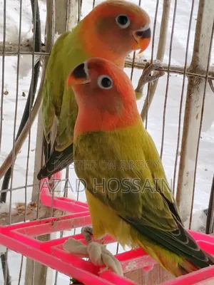 Lovebird New Adult