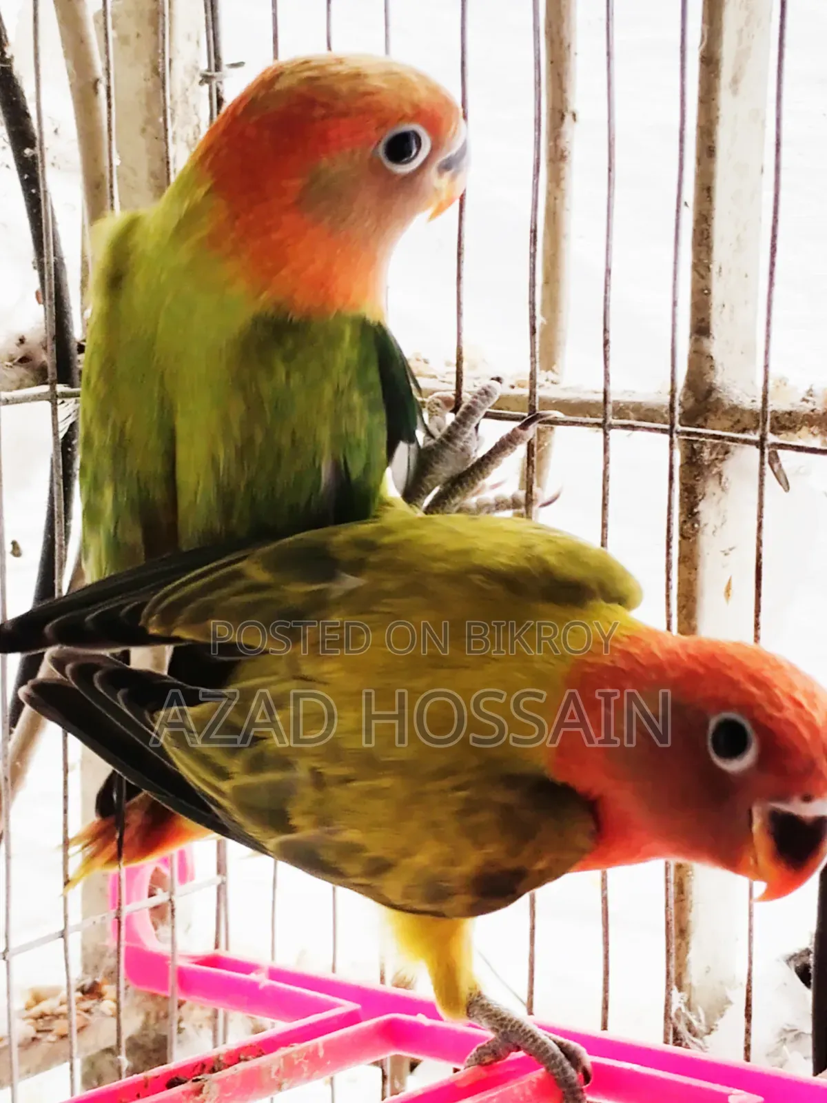 Lovebird New Adult