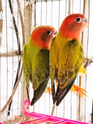 Lovebird New Adult