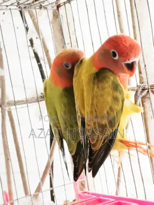 Lovebird New Adult