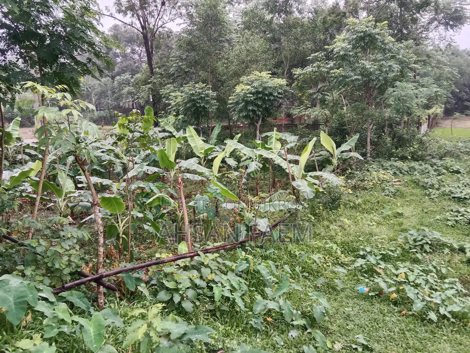 Land Sale Narsingdi, Shibpur, Putia Union. Price 1200000
