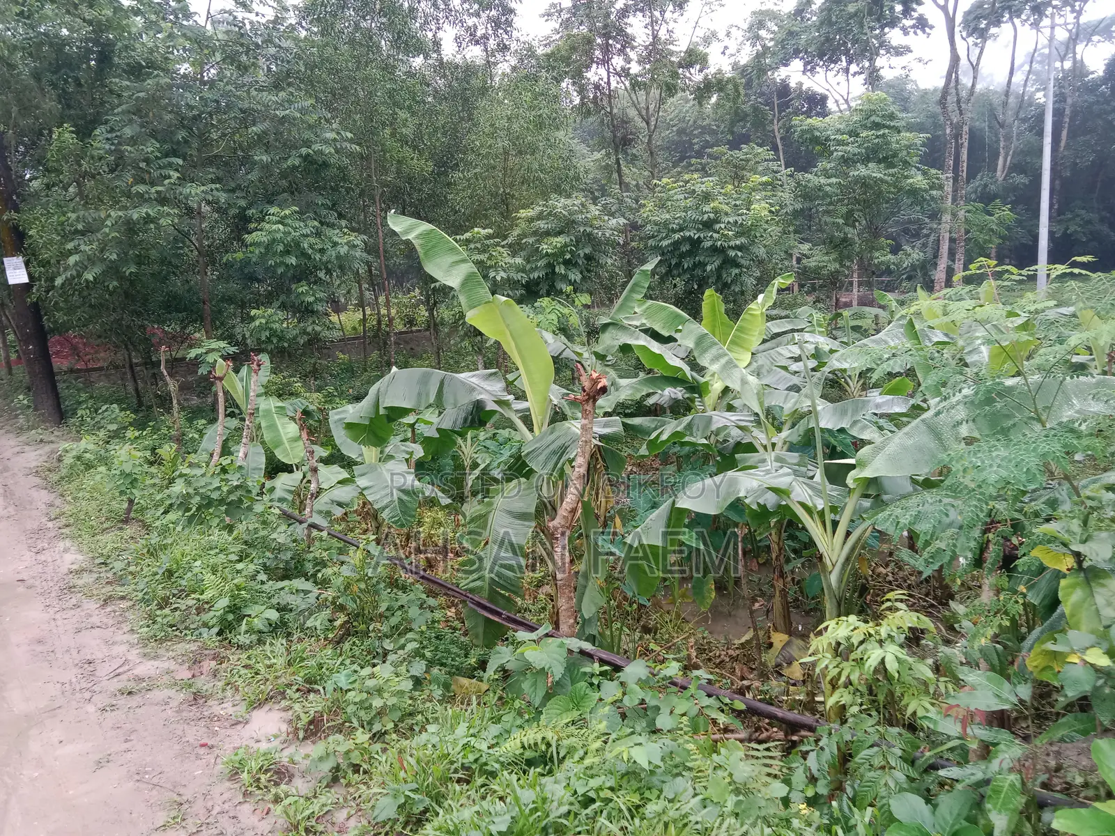 Land Sale Narsingdi, Shibpur, Putia Union. Price 1200000