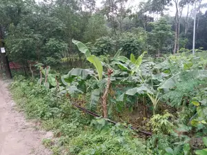 Land Sale Narsingdi, Shibpur, Putia Union. Price 1200000