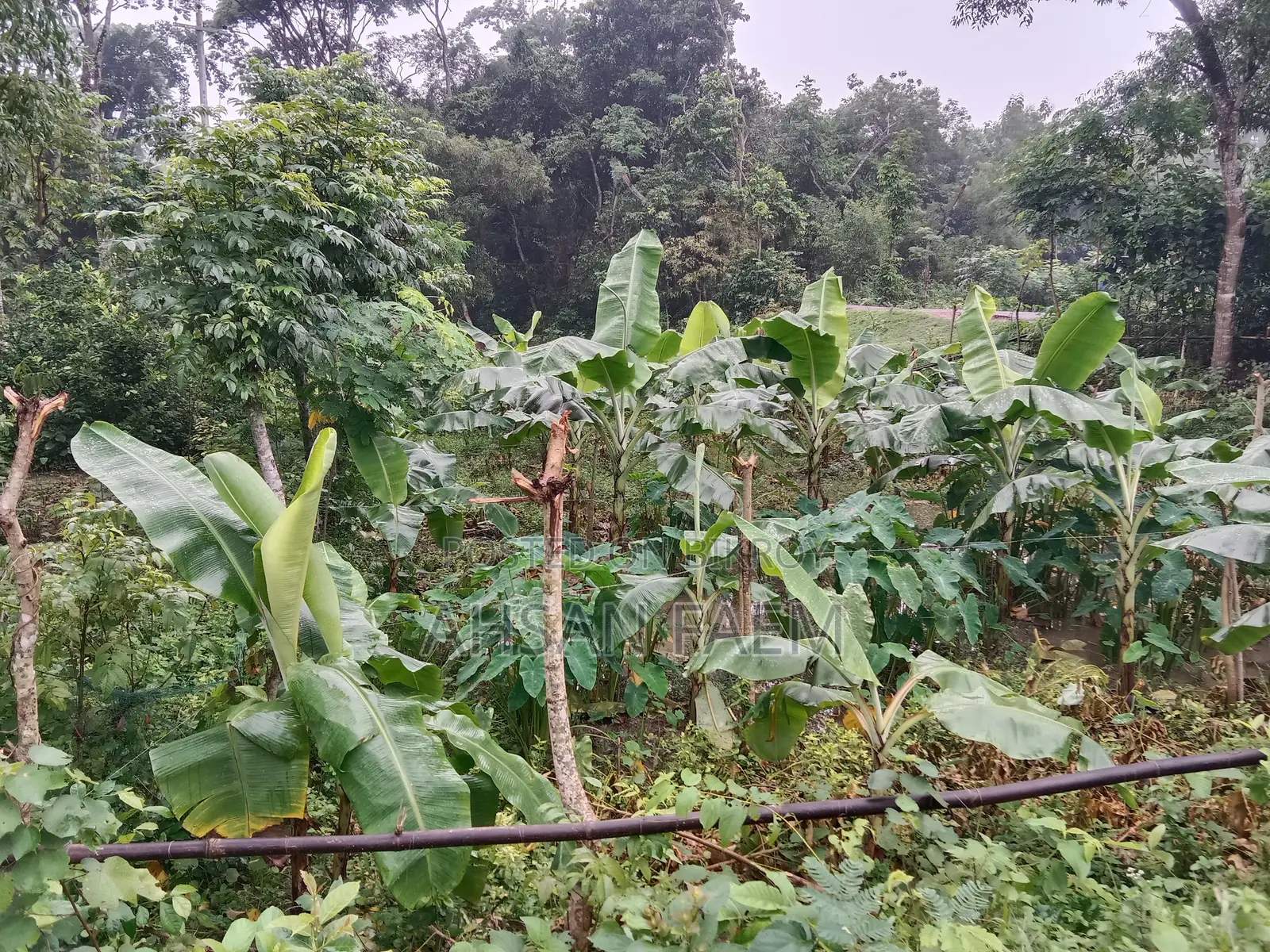 Land Sale Narsingdi, Shibpur, Putia Union. Price 1200000
