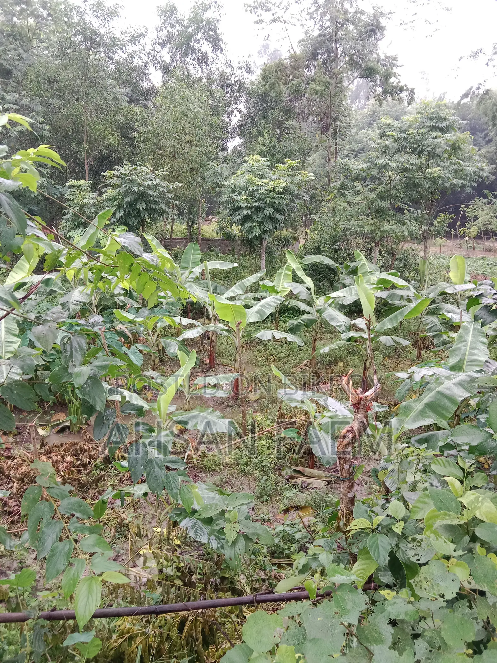 Land Sale Narsingdi, Shibpur, Putia Union. Price 1200000