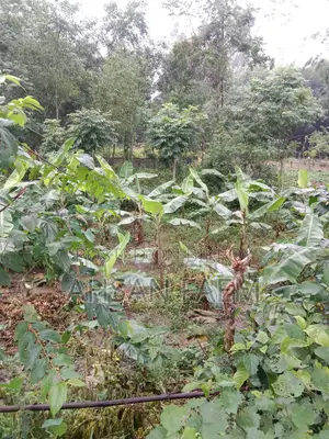 Land Sale Narsingdi, Shibpur, Putia Union. Price 1200000