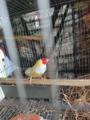 Running pair, will lay eggs within a few days