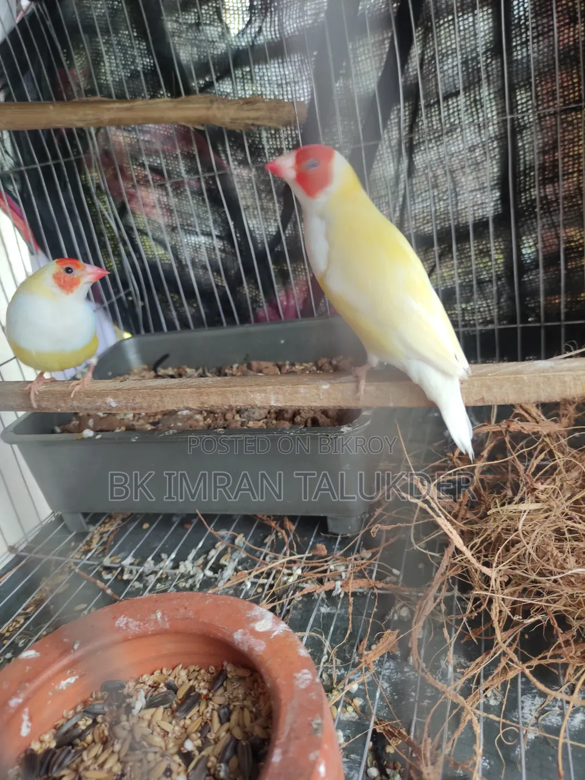 Running pair, will lay eggs within a few days