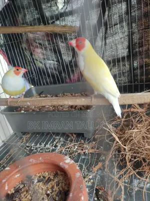 Running pair, will lay eggs within a few days