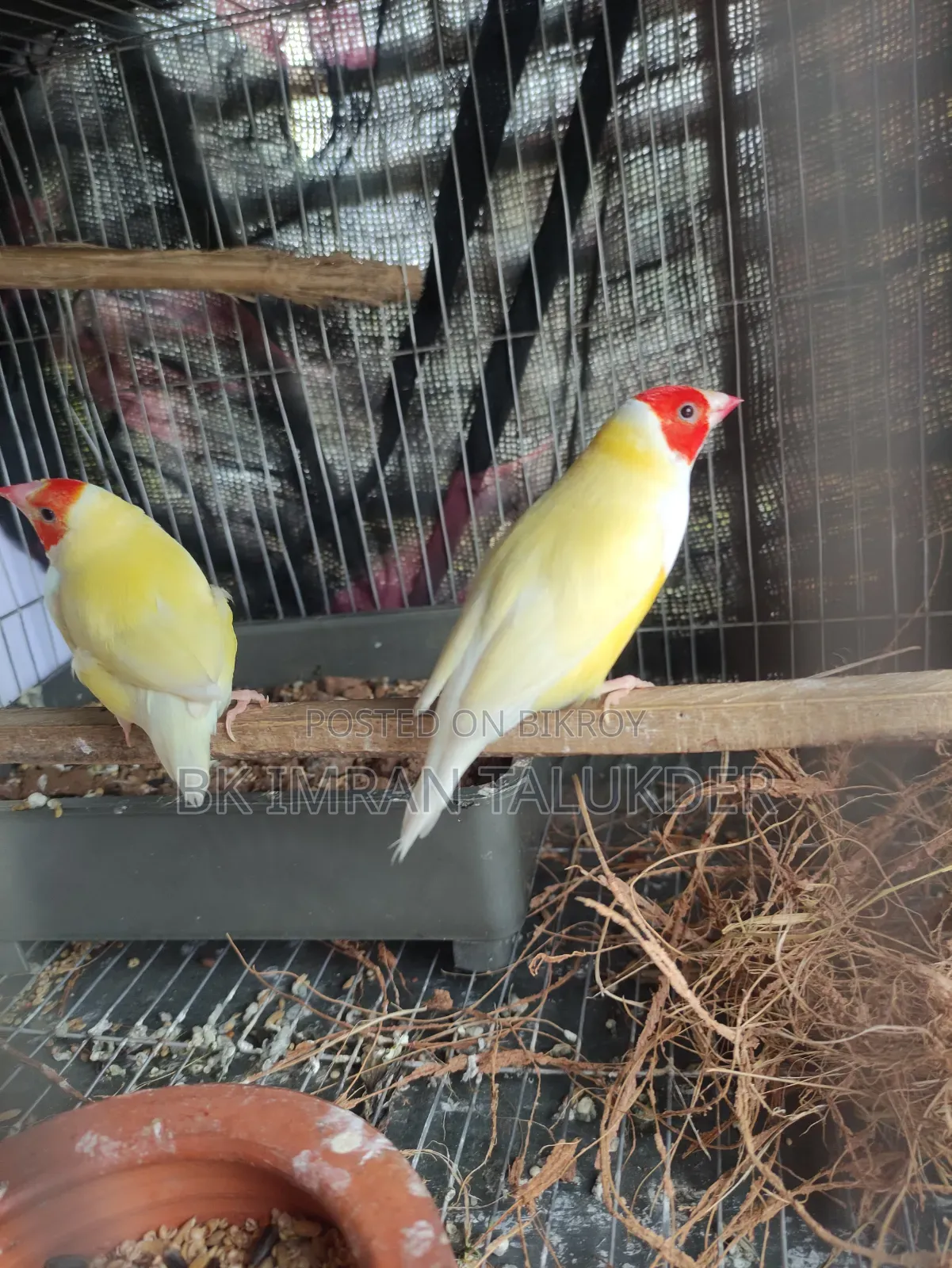 Running pair, will lay eggs within a few days