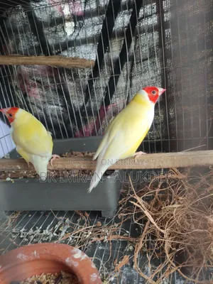 Running pair, will lay eggs within a few days