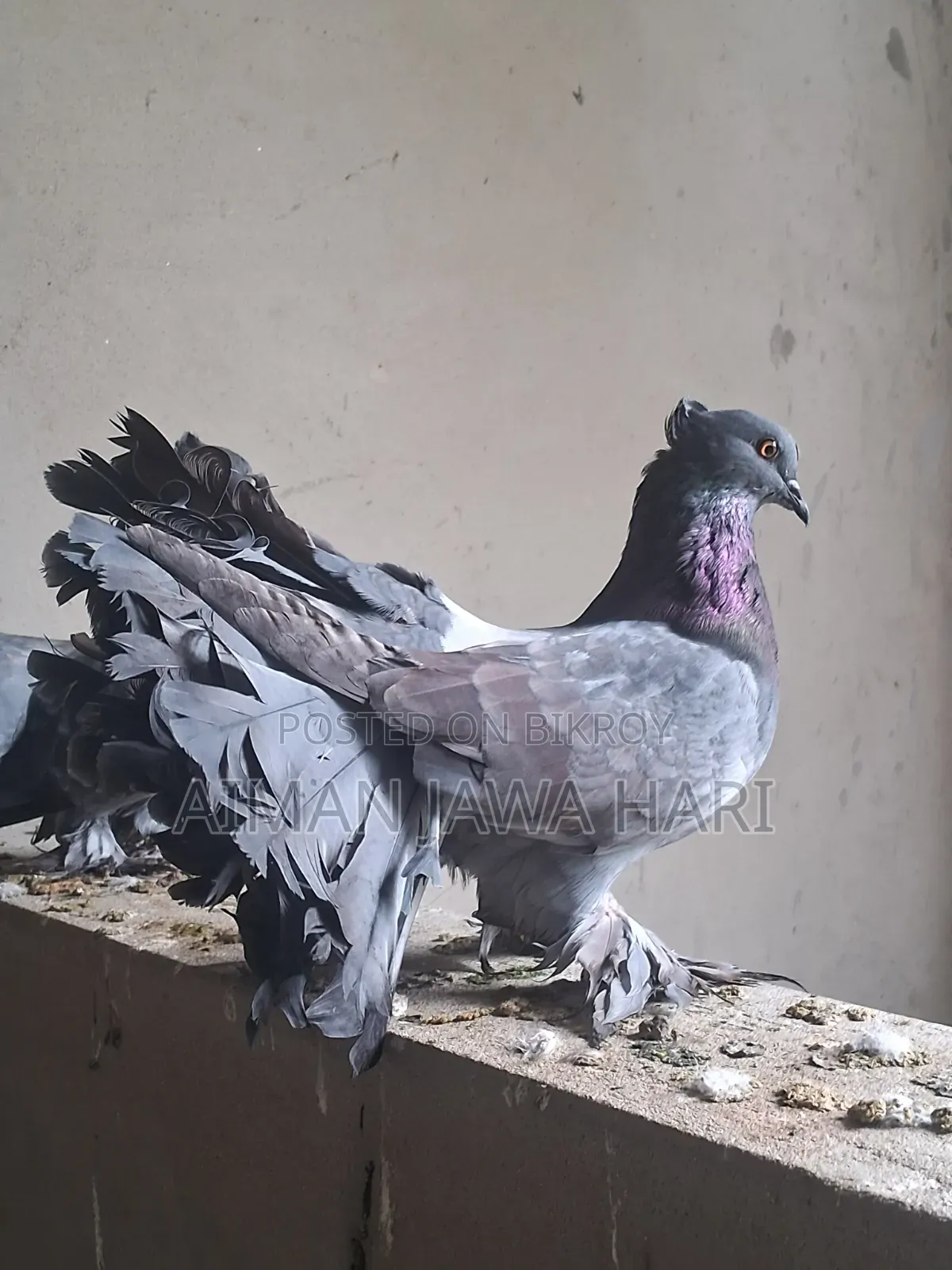 কবুতর বিক্রি