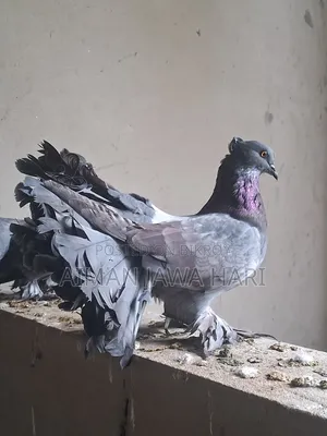 কবুতর বিক্রি