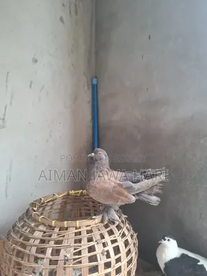 কবুতর বিক্রি
