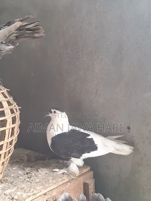 কবুতর বিক্রি