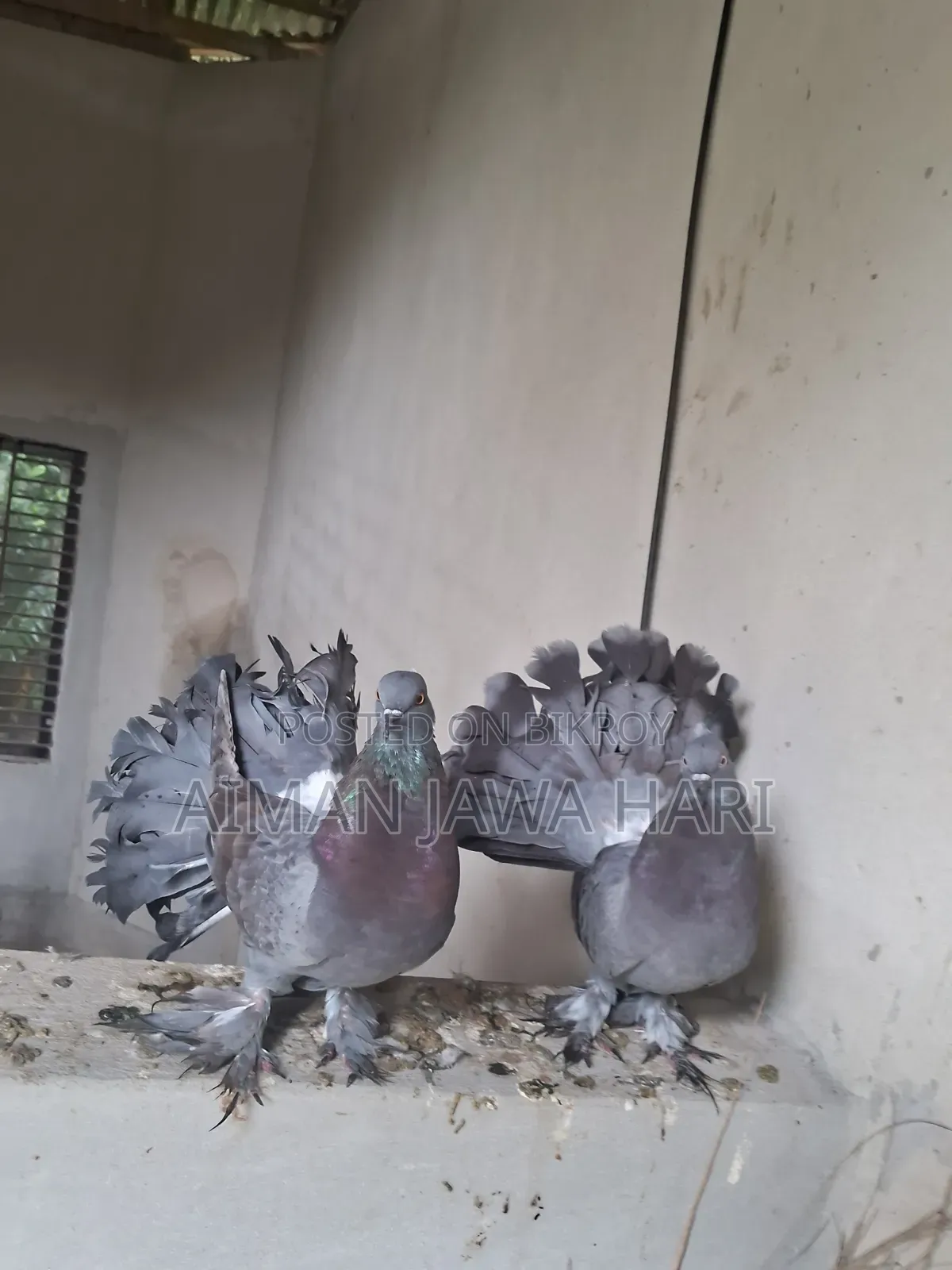 কবুতর বিক্রি