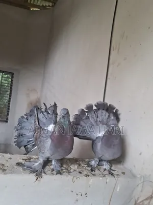 কবুতর বিক্রি