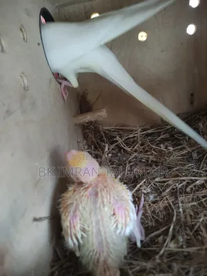 Lotino Cockatiel Babies