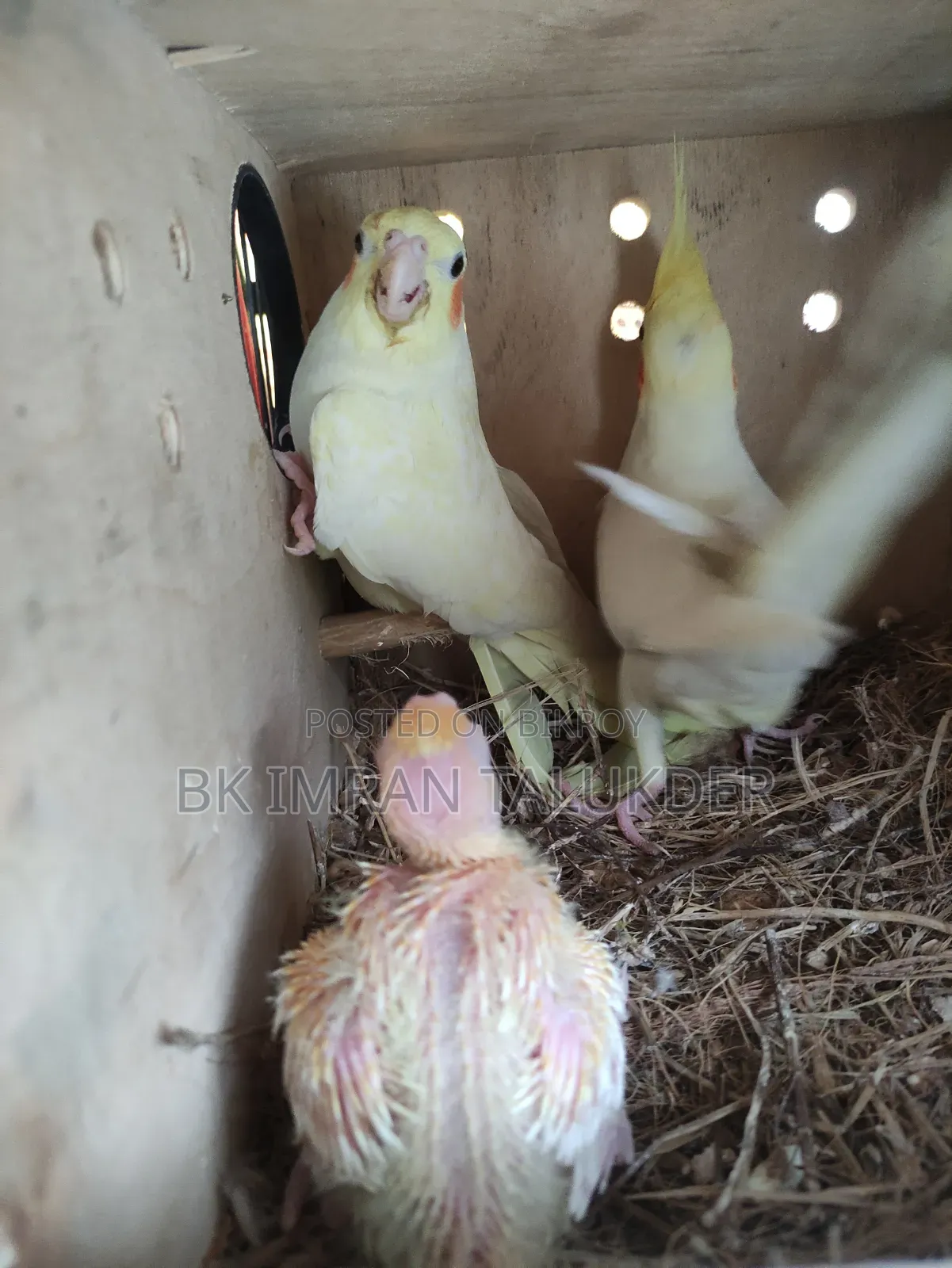 Lotino Cockatiel Babies