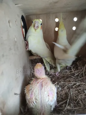 Lotino Cockatiel Babies