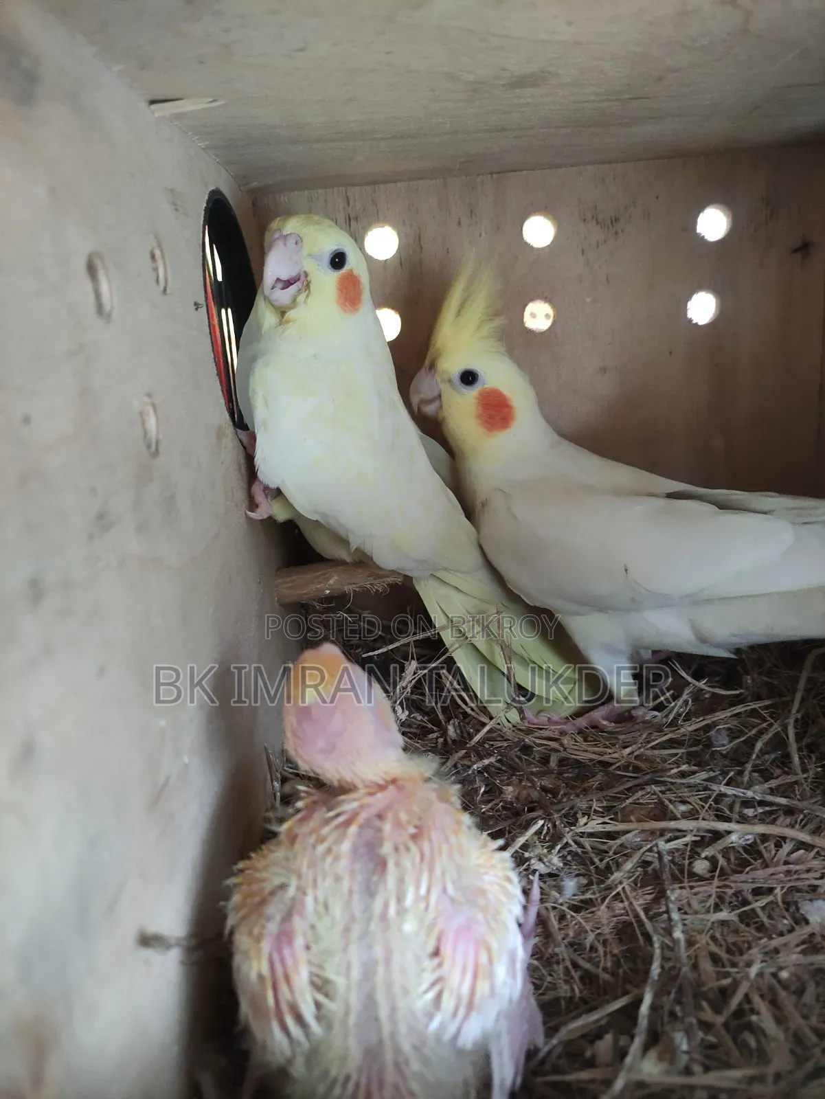 Lotino Cockatiel Babies