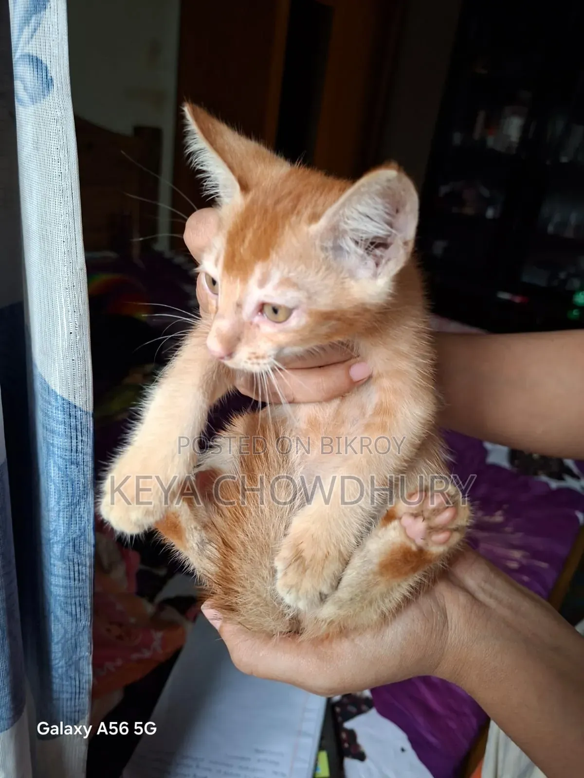 ১-৩ মাসের নর খাঁটি বেঙ্গল