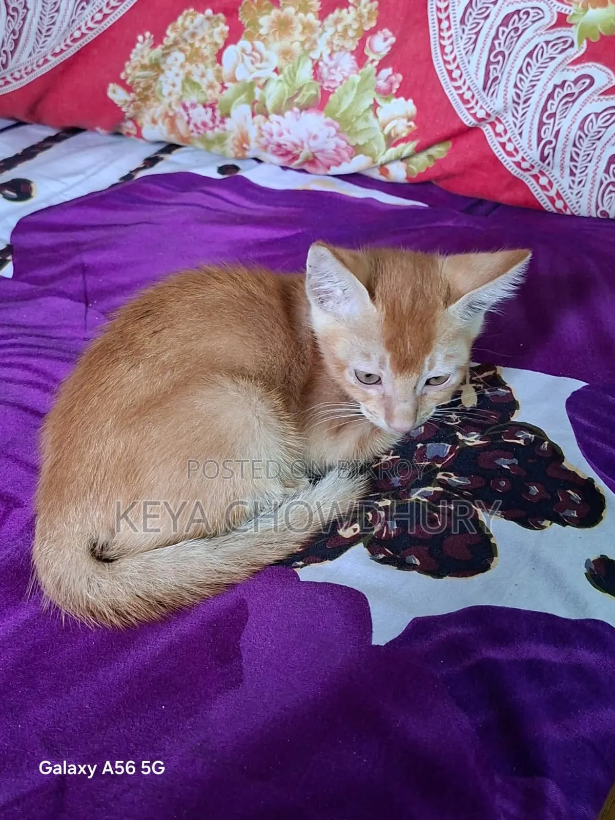 ১-৩ মাসের নর খাঁটি বেঙ্গল