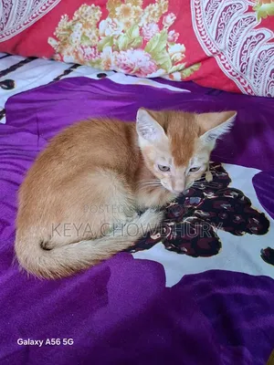 ১-৩ মাসের নর খাঁটি বেঙ্গল