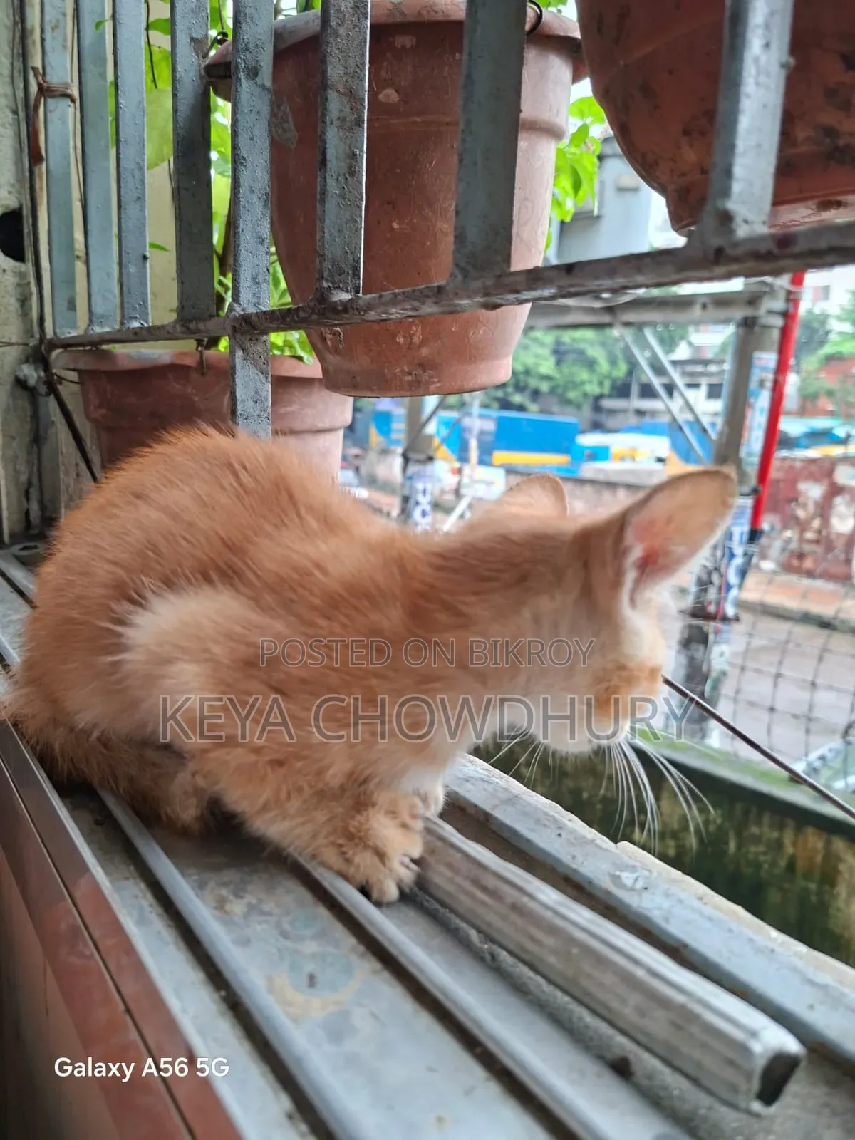 ১-৩ মাসের নর খাঁটি বেঙ্গল
