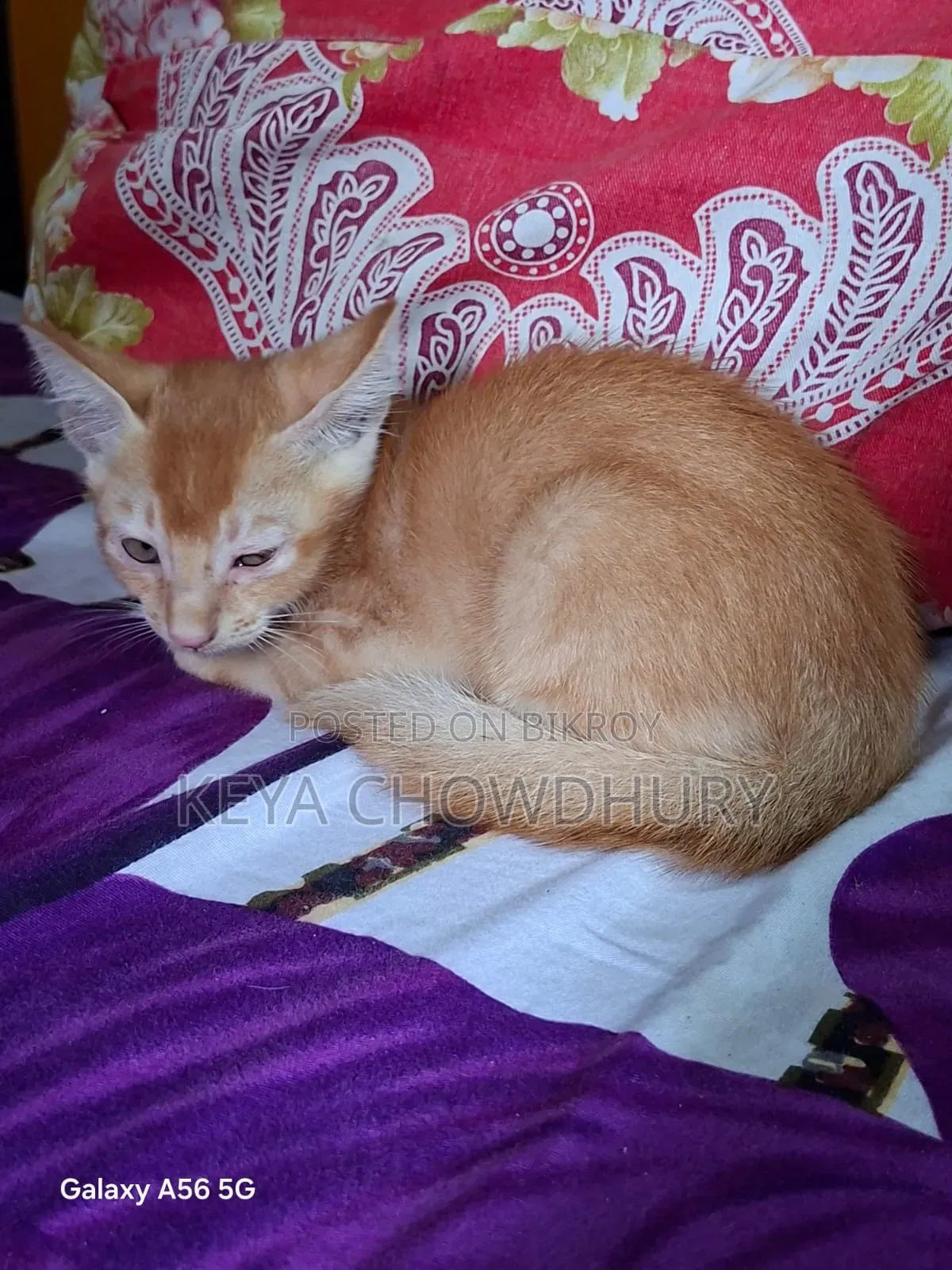 ১-৩ মাসের নর খাঁটি বেঙ্গল