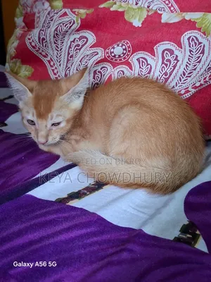 ১-৩ মাসের নর খাঁটি বেঙ্গল