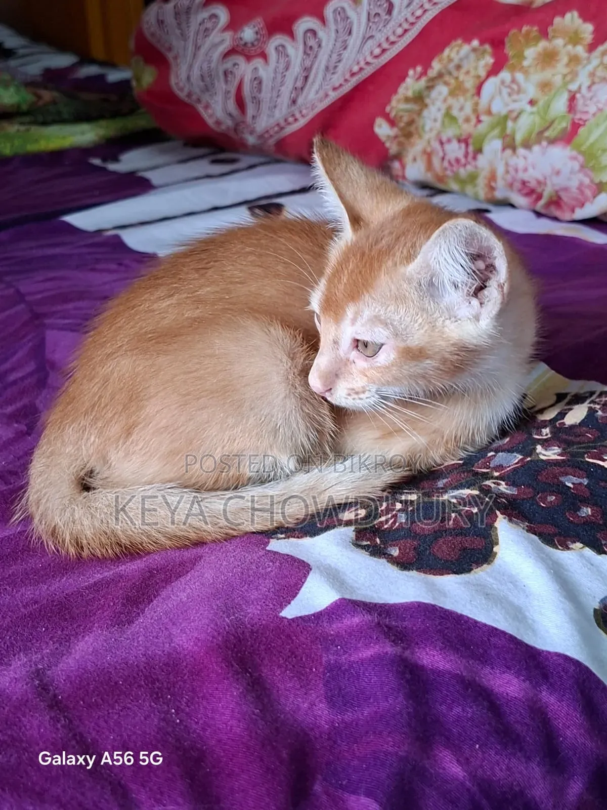 ১-৩ মাসের নর খাঁটি বেঙ্গল
