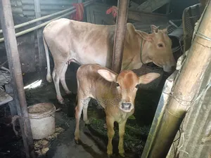 Desi Cow with Bull Calf