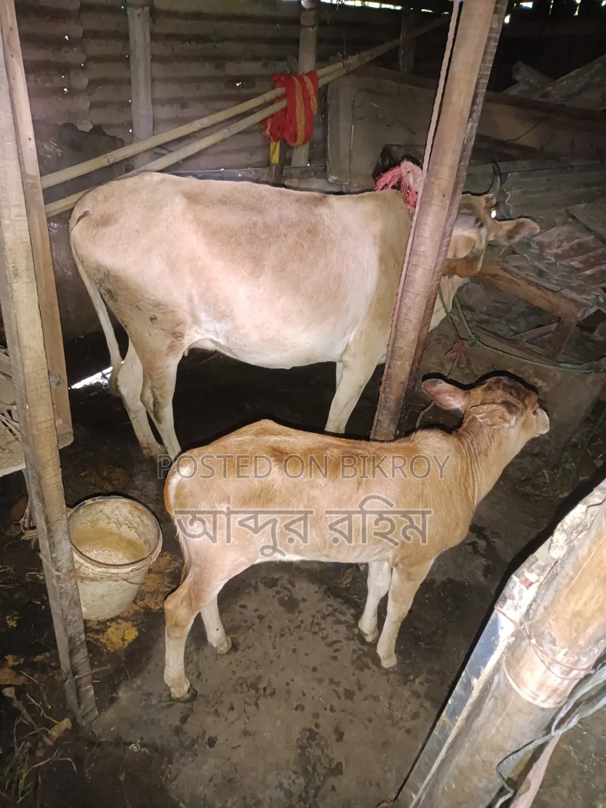Desi Cow with Bull Calf