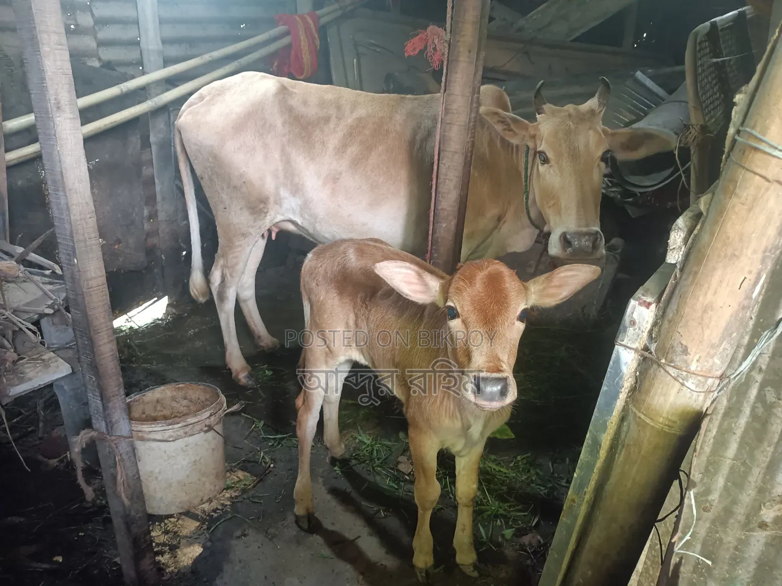 Desi Cow with Bull Calf