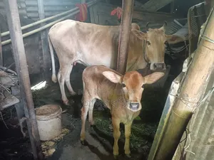 Desi Cow with Bull Calf