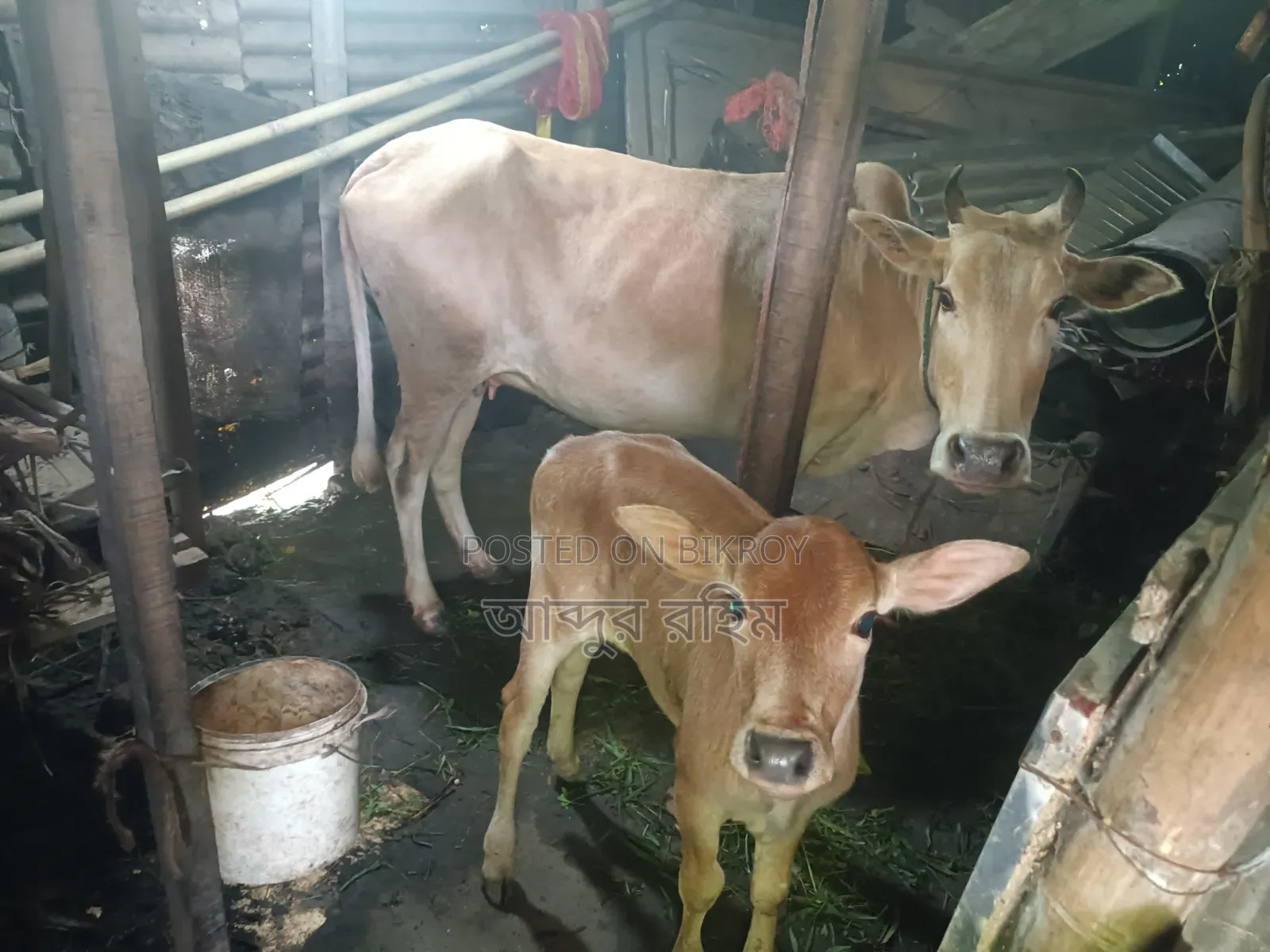Desi Cow with Bull Calf
