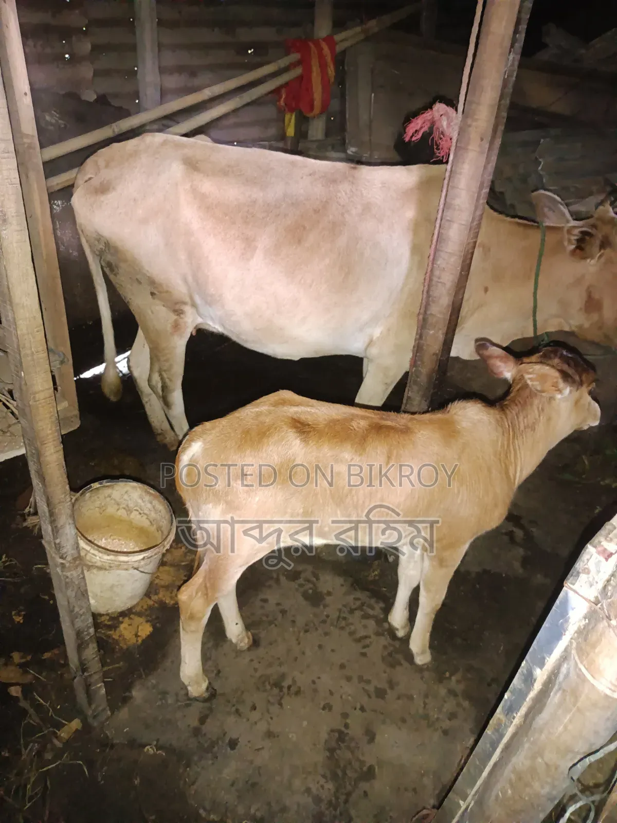 Desi Cow with Bull Calf