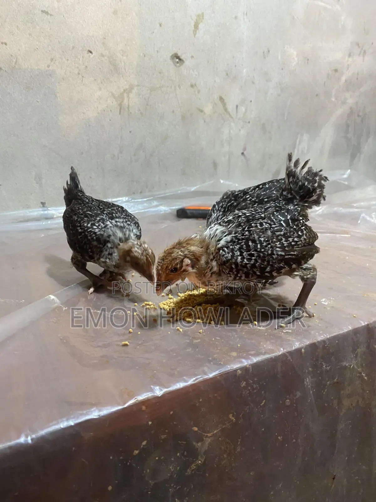 Farm Chicken